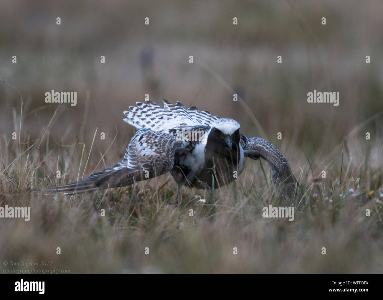 Pluvialis squatarola, nome, Alaska, Artico Tundra, USA Foto Stock