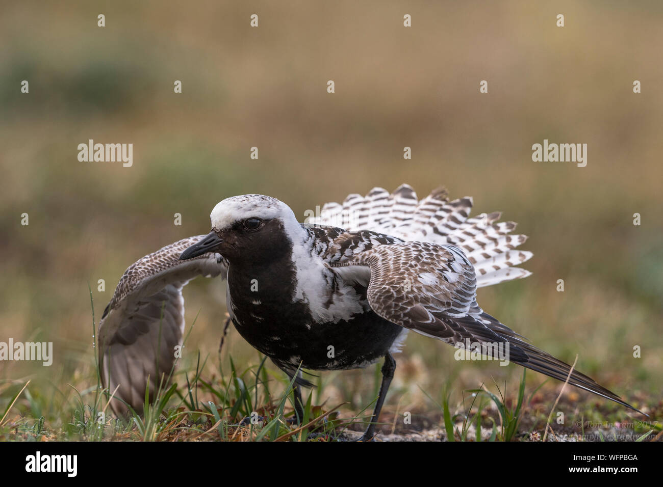 Pluvialis squatarola, nome, Alaska, Artico Tundra, USA Foto Stock
