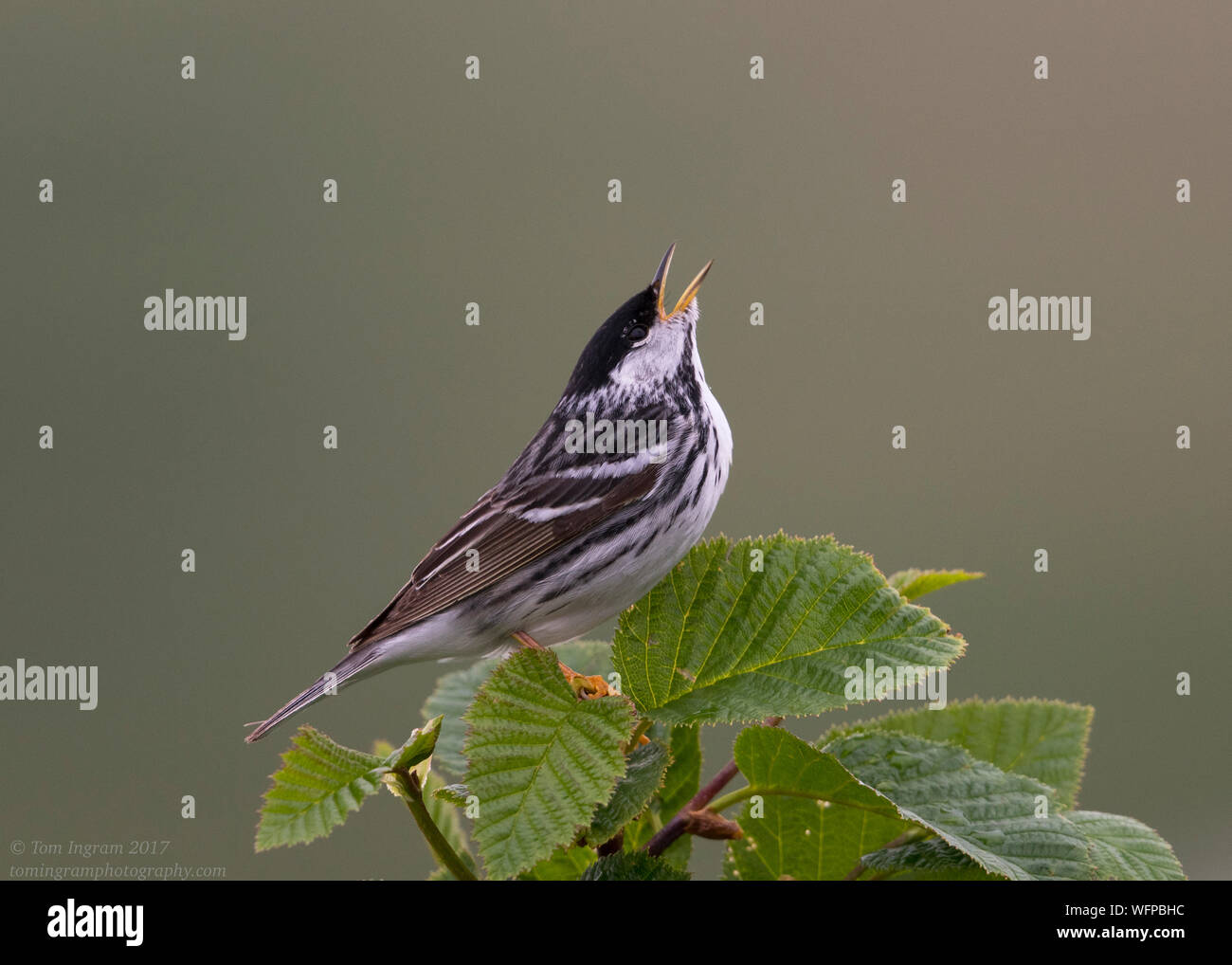 Blackpolle Warbler, nome, Alaska, Stati Uniti Foto Stock