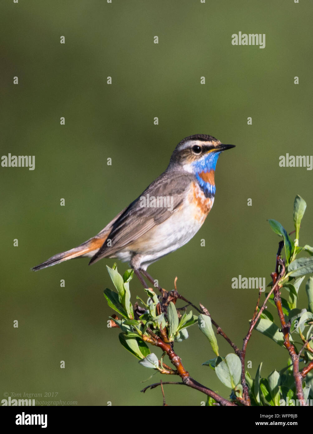 Blueghor (Luscinia svecica), nome Alaska, Stati Uniti Foto Stock