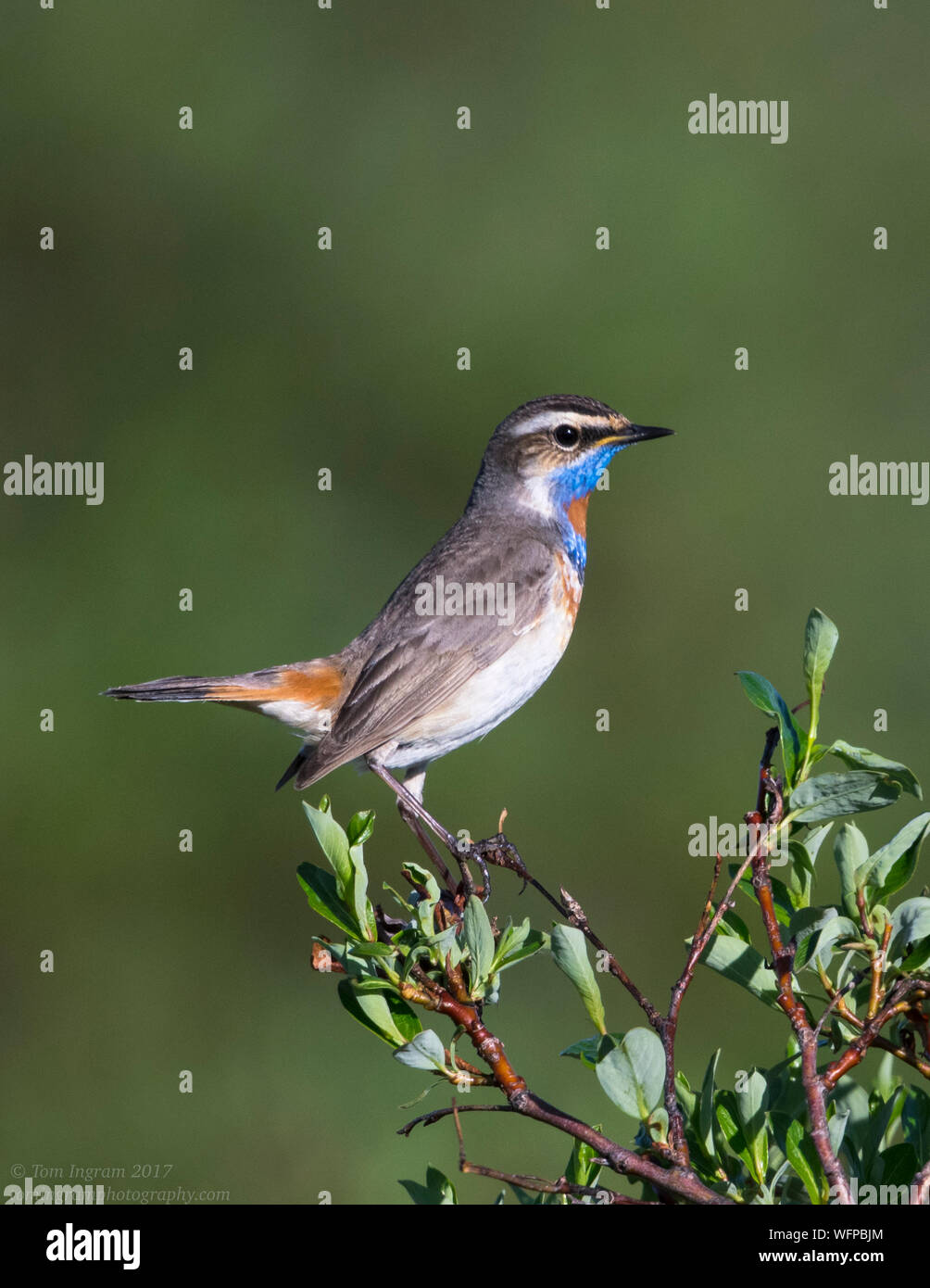 Blueghor (Luscinia svecica), nome Alaska, Stati Uniti Foto Stock