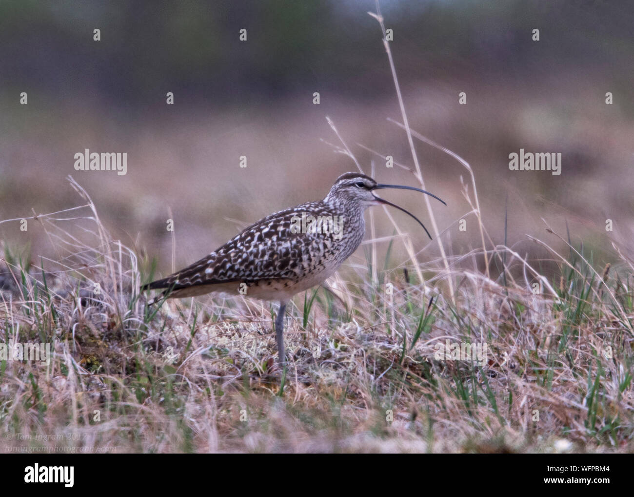 Setola Curlew thighed sul territorio di allevamento in Nome Alaska Foto Stock