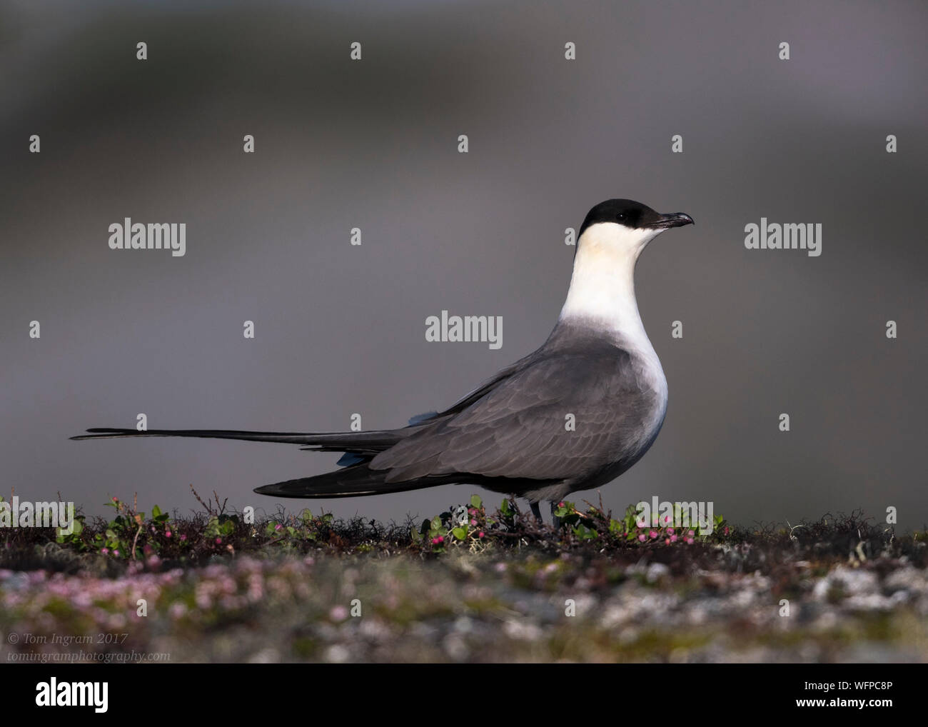 Long-tailed Jaeger sul territorio di allevamento, Nome Alaska Foto Stock