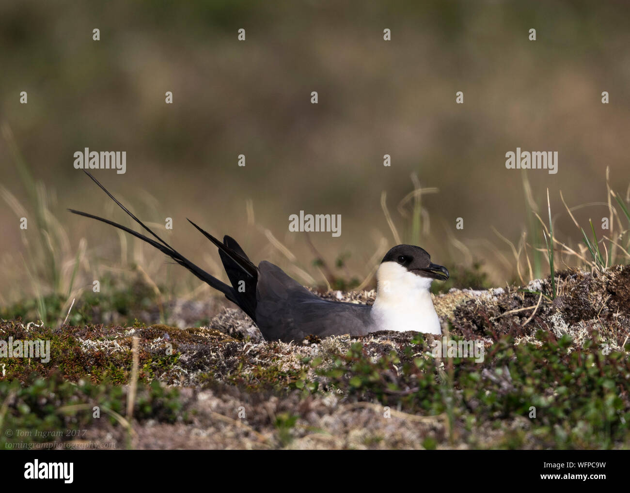 Long-tailed Jaeger sul territorio di allevamento, Nome Alaska Foto Stock
