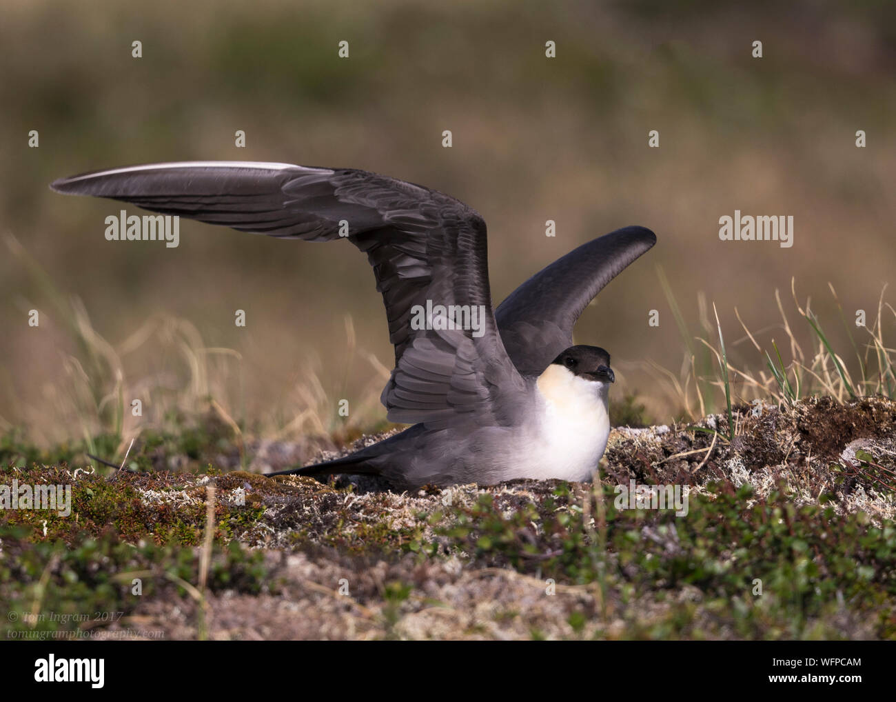 Long-tailed Jaeger sul territorio di allevamento, Nome Alaska Foto Stock