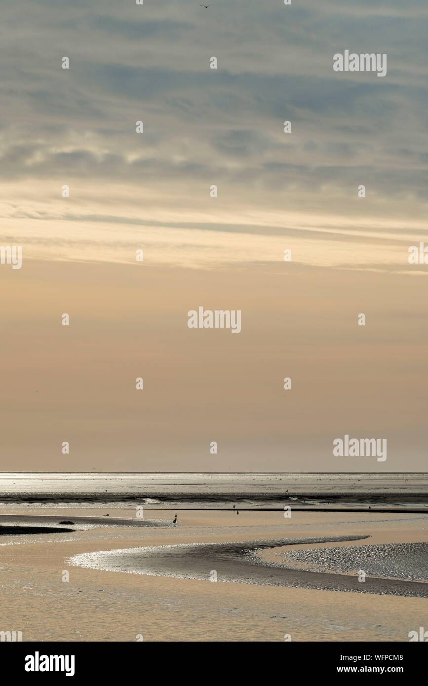 Francia, Somme, Somme Bay, Riserva naturale della Baia della Somme, paesaggi della baia di Somme a bassa marea Foto Stock