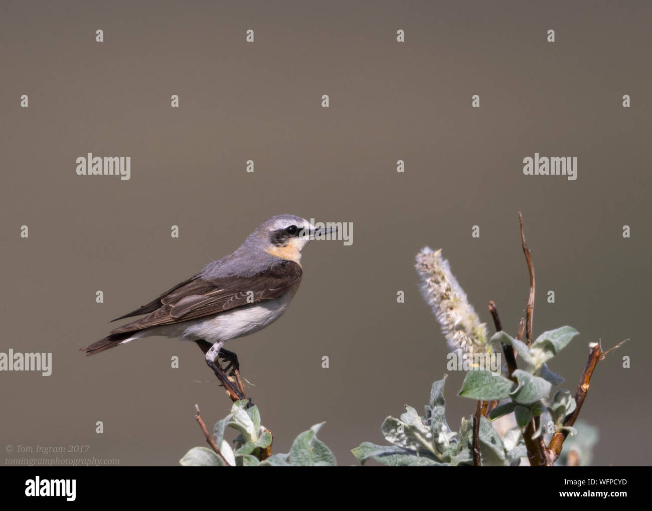 Northern Wheatear (Oenanthe Enanthe), Nome Alaska, Stati Uniti Foto Stock