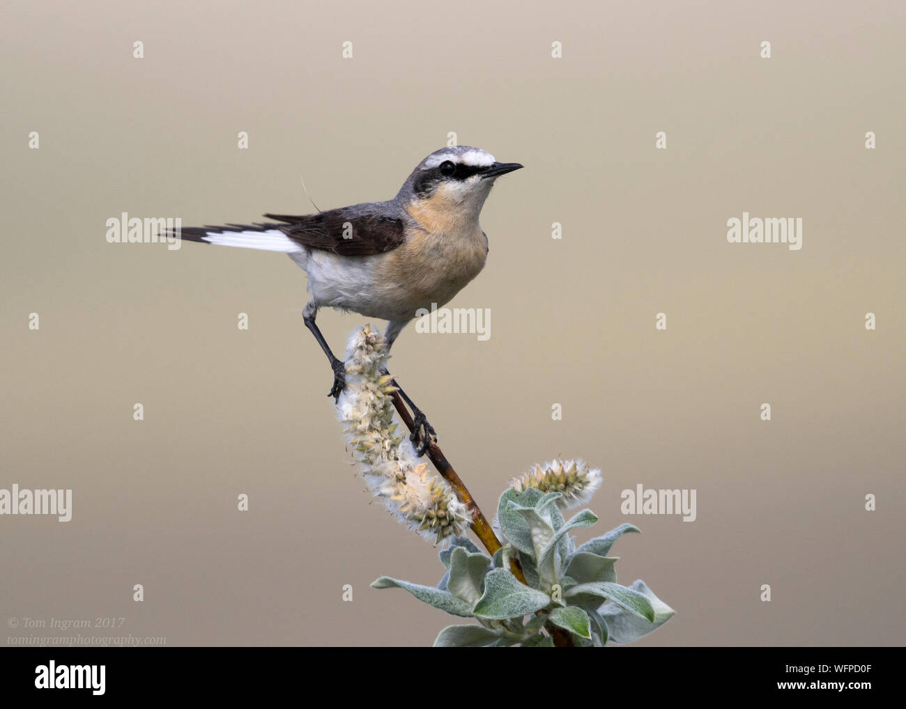 Northern Wheatear (Oenanthe Enanthe), Nome Alaska, Stati Uniti Foto Stock