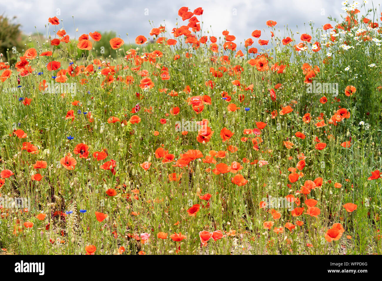 Bella papaveri rossi - Papaver rhoeas (nomi comuni di mais o di campo papavero) dalla famiglia di papavero, Papaveraceae. Crescendo in un campo in Austria Inferiore Foto Stock