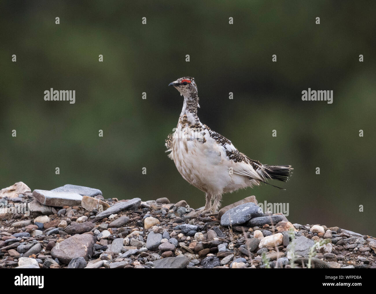 Rock Ptarmigan (lagopus muta), nome Alaska, Stati Uniti Foto Stock