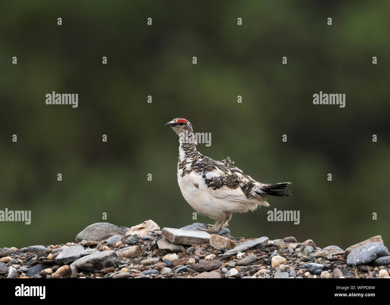 Rock Ptarmigan (lagopus muta), nome Alaska, Stati Uniti Foto Stock