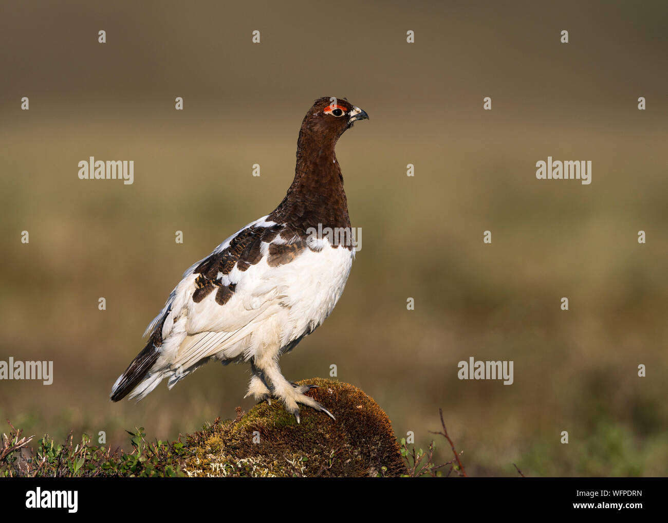 Willow Ptarmigam (lagopus lagopus), nome Alaska, Stati Uniti Foto Stock