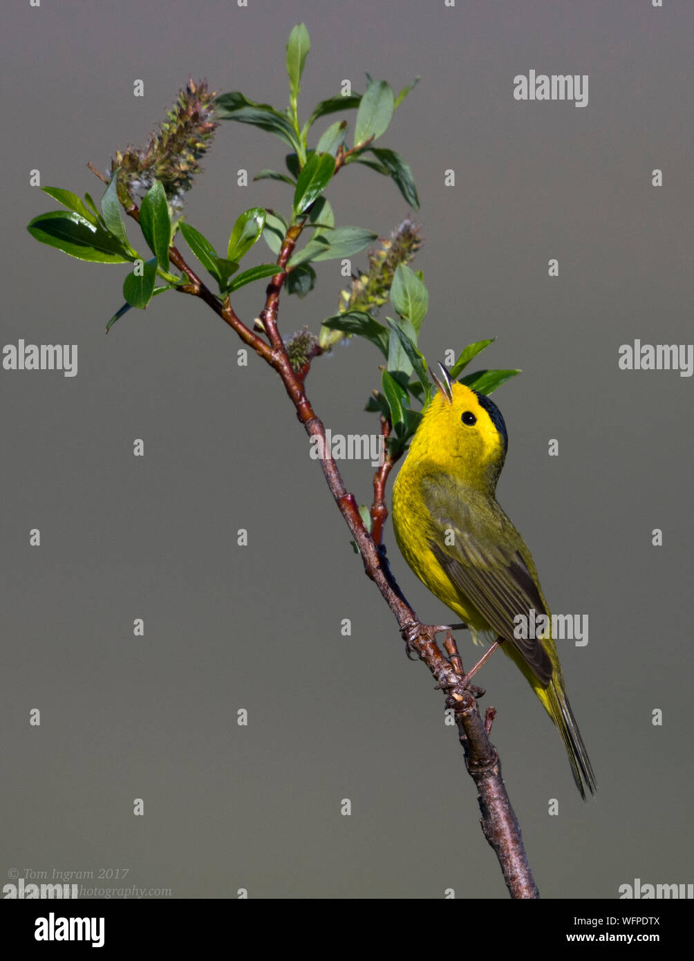 Wilson's Warbler (Cardellina pusillanimous), nome, Alaska, USA Foto Stock