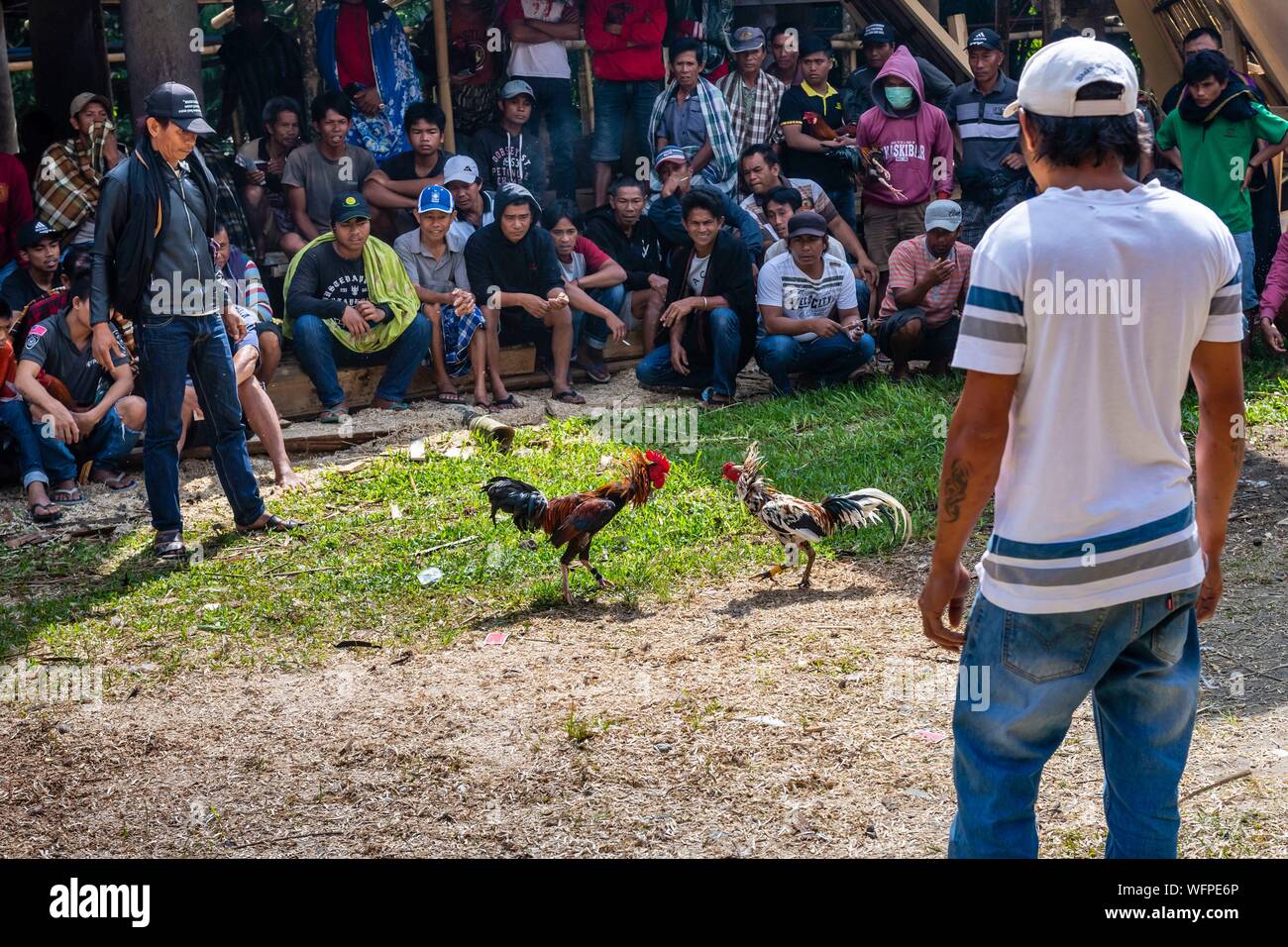 Indonesia Sulawesi island, Toraja paese, Tana Toraja, area Rantepao, rooster lotta Foto Stock