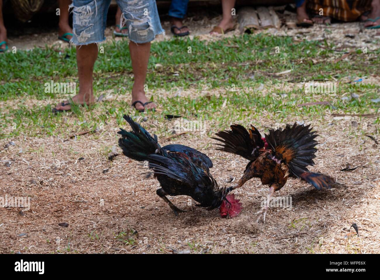 Indonesia Sulawesi island, Toraja paese, Tana Toraja, area Rantepao, rooster lotta Foto Stock