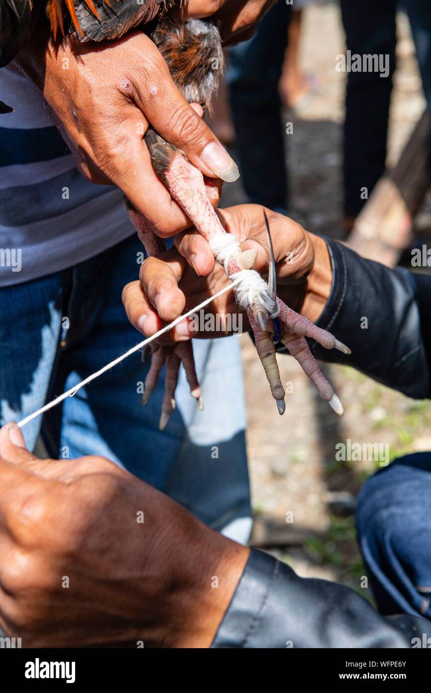 Indonesia Sulawesi island, Toraja paese, Tana Toraja, area Rantepao, preparare un gallo prima di una lotta Foto Stock