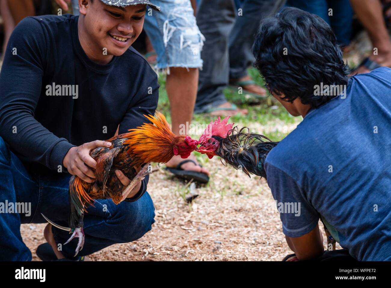 Indonesia Sulawesi island, Toraja paese, Tana Toraja, area Rantepao, preparare i galli prima di una lotta Foto Stock