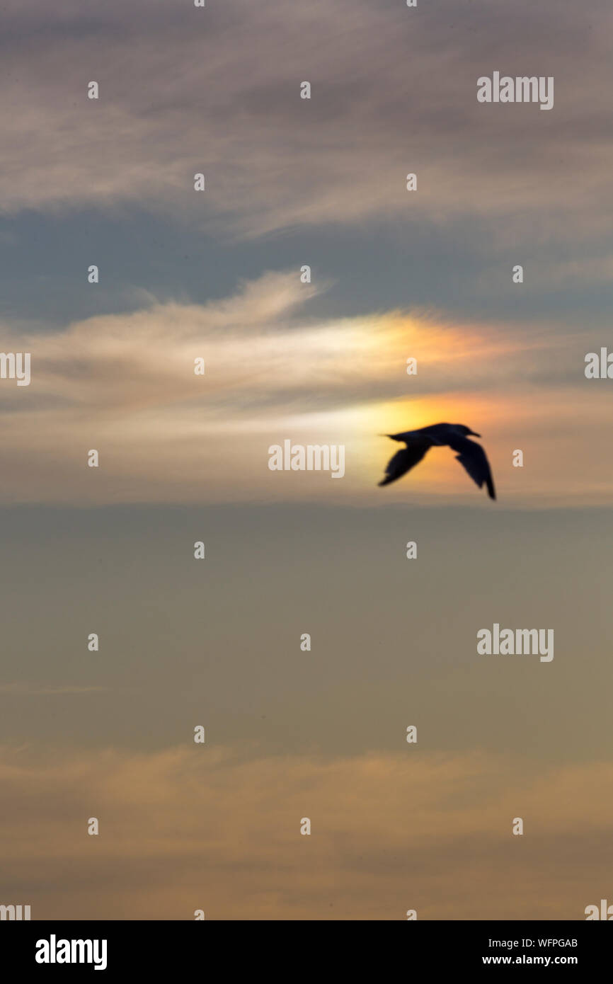 Bournemouth Dorset UK. Il 31 agosto 2019. Regno Unito meteo: un sundog, mock sun, o parhelion, formata dalla luce del sole che splende attraverso i cristalli di ghiaccio in aria costituisce in Bournemouth dopo una giornata mista di meteo - piovoso e umido pomeriggio presto, trasformando in una gloriosa caldo e soleggiato nel pomeriggio e la sera come la folla gregge al mare a Bournemouth Beach per guardare il Bournemouth air festival. Credito: Carolyn Jenkins/Alamy Live News Foto Stock