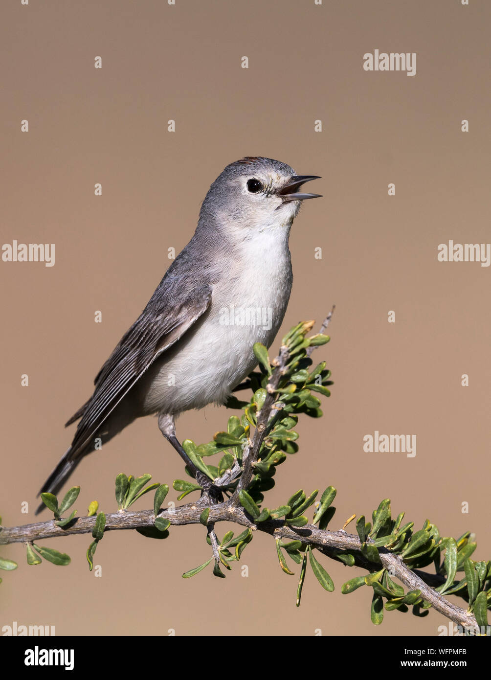 Lucy's Warbler (Oreothlypis luciae), è una piccola parula del nuovo mondo che si trova in Nord America Foto Stock