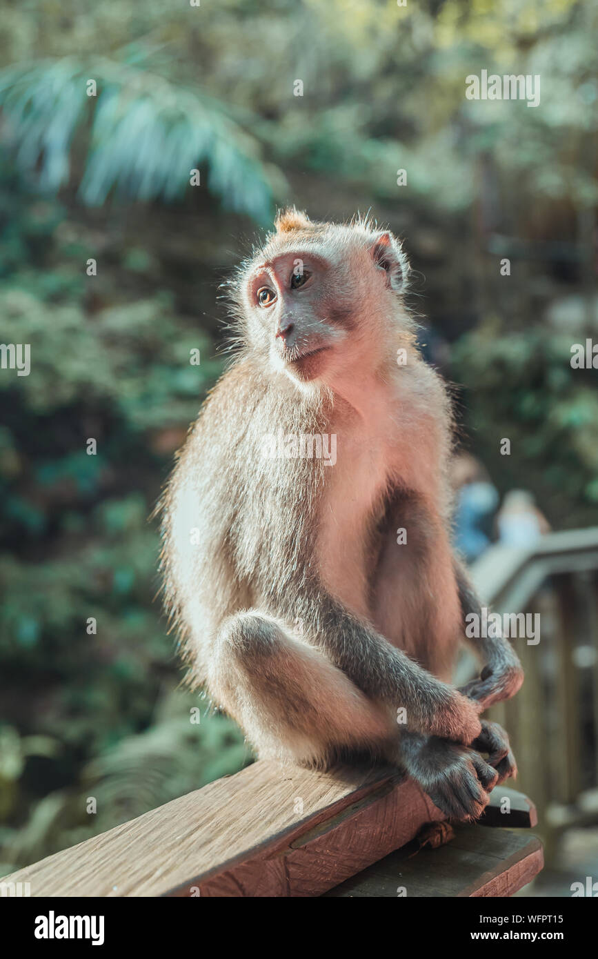 Giovani denaro seduta nella foresta delle scimmie, Ubud - Bali Foto Stock