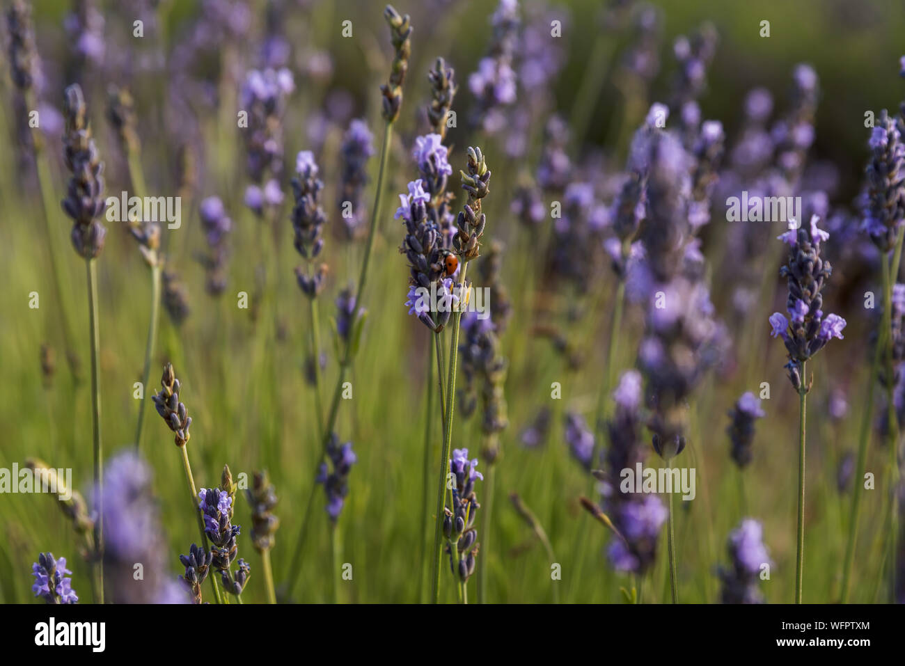 Lady bug di arrampicarsi su un fiore di lavanda Foto Stock