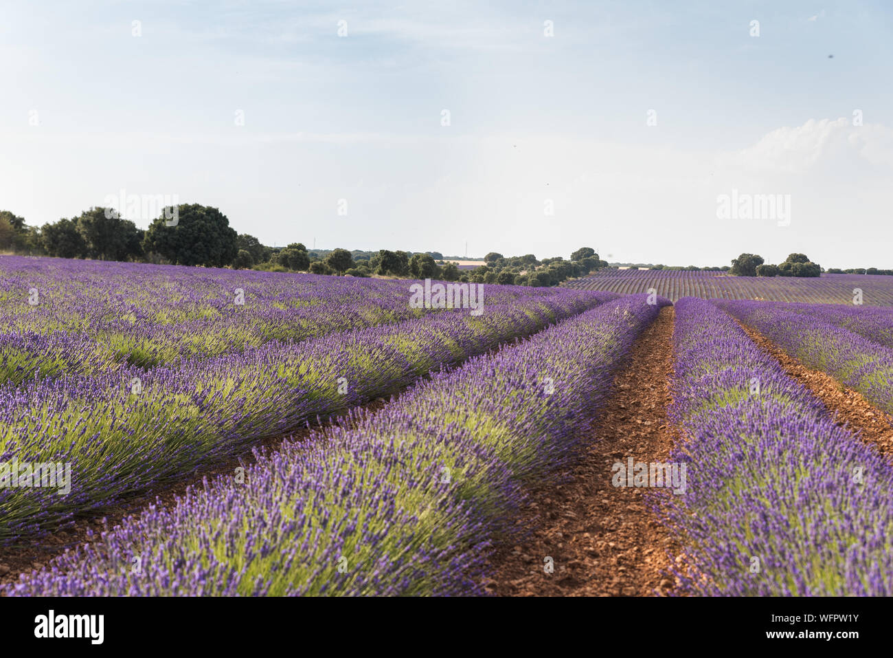 Campi di lavanda in Brihuega, Spagna Foto Stock