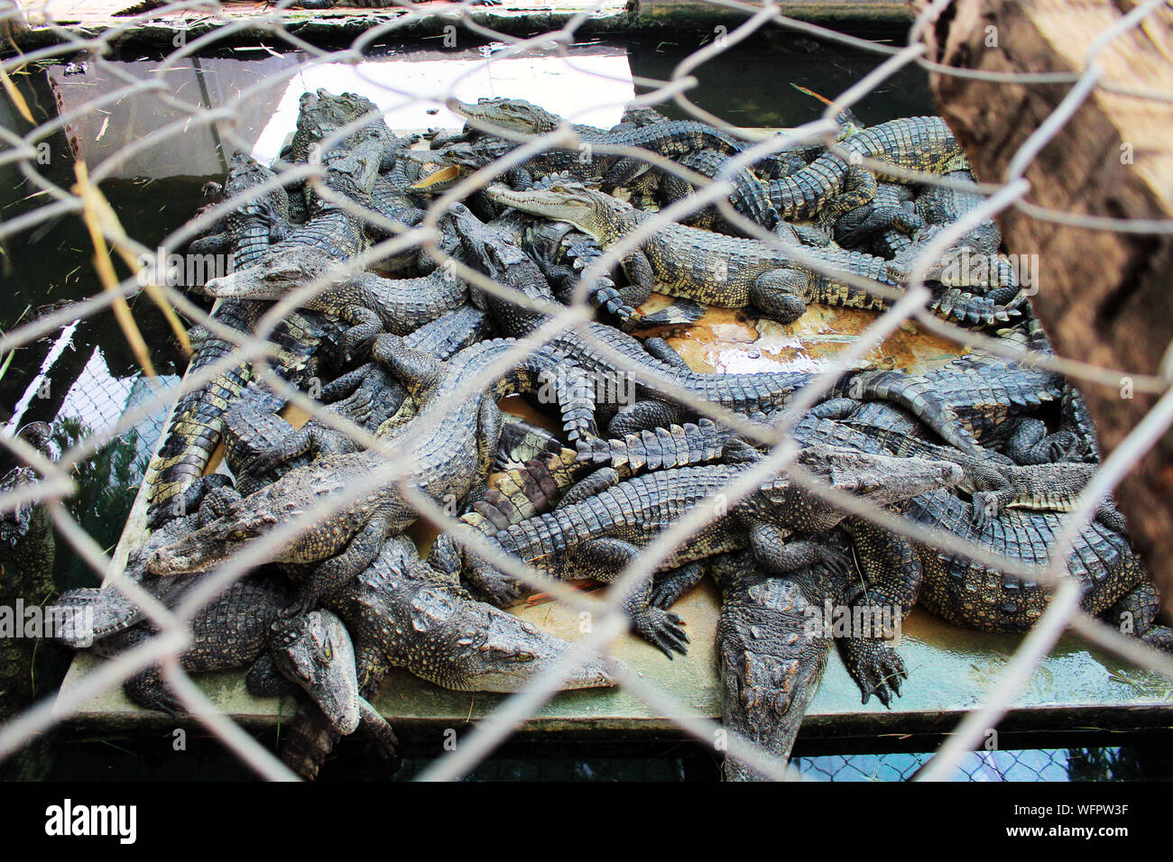 Crocodile Farm dove i coccodrilli sono cresciuti per la carne e la pelle Foto Stock