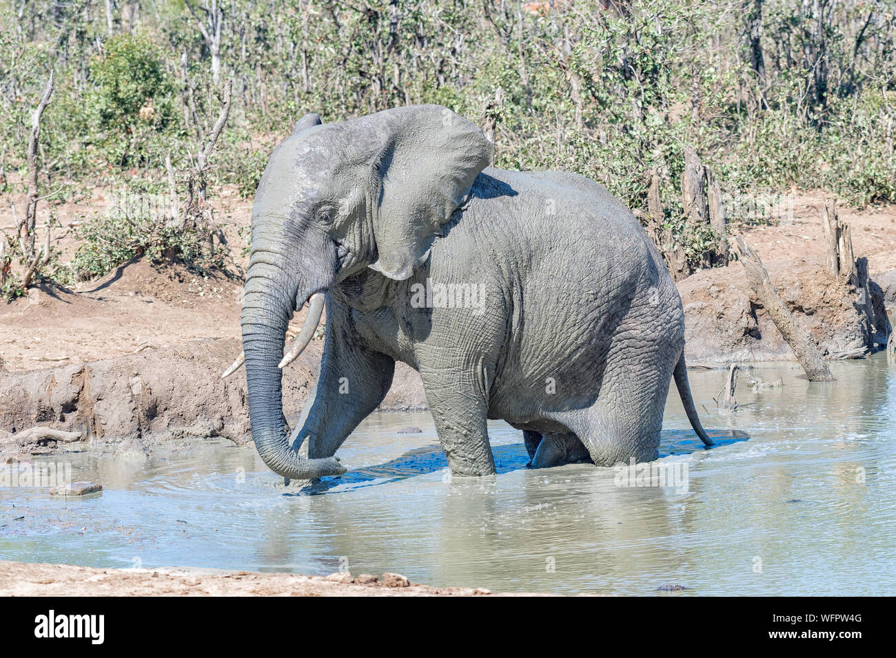 Un elefante africano, Loxodonto africana in un lago fangoso Foto Stock