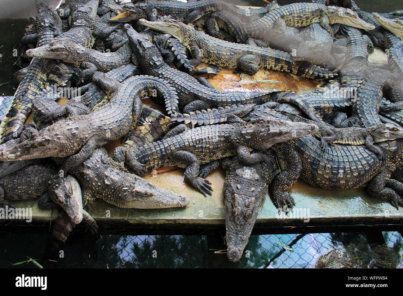 Crocodile Farm dove i coccodrilli sono cresciuti per la carne e la pelle Foto Stock