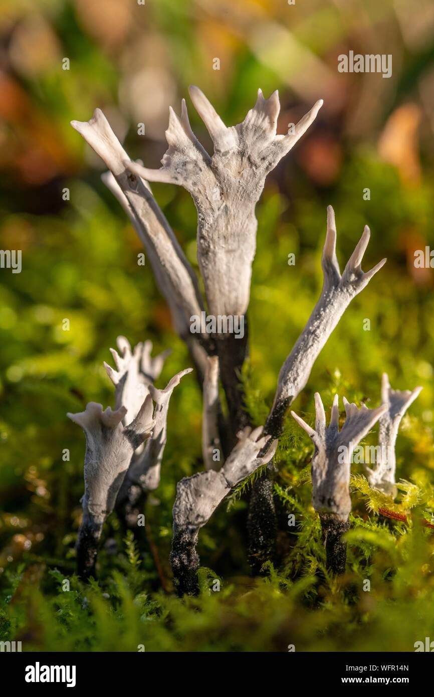 Francia, Somme (80), Crécy foresta, Crécy-en-Ponthieu, legno (xylaria xylaria hypoxylon) - I funghi di Crécy Bosco in autunno Foto Stock