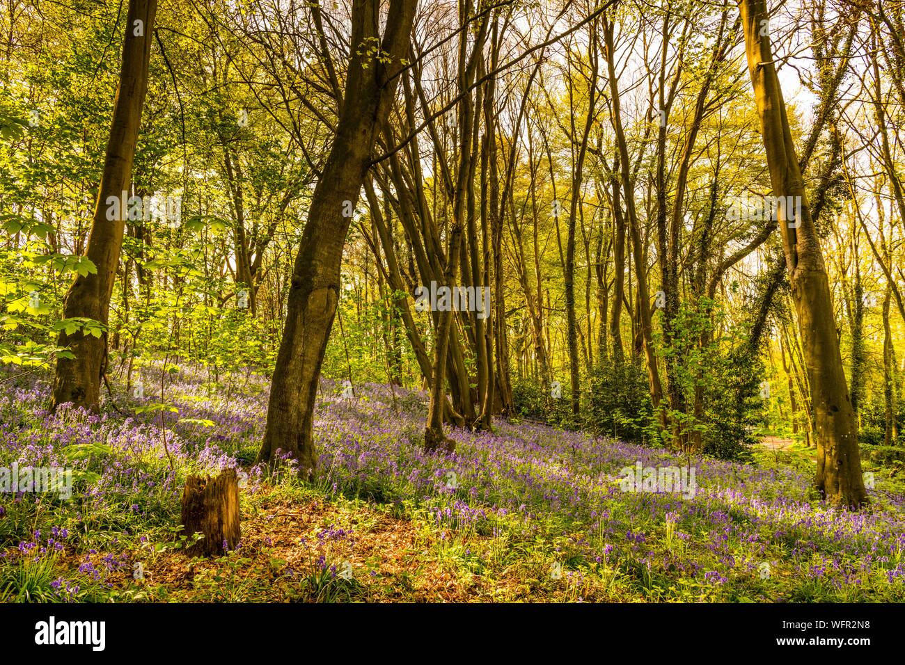 Francia, Somme, Ault, Bois de Cise, Wild Jacynthes (Hyacinthoides non scripta) nella famosa località balneare del secolo scorso Foto Stock