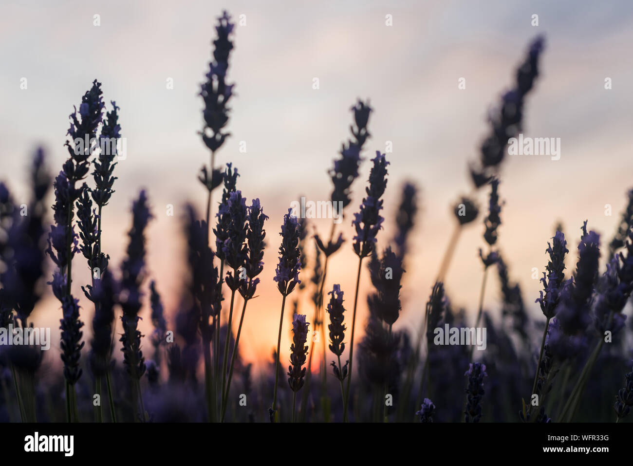 Fiori di lavanda con il tramonto in background in Brihuega, Spagna Foto Stock