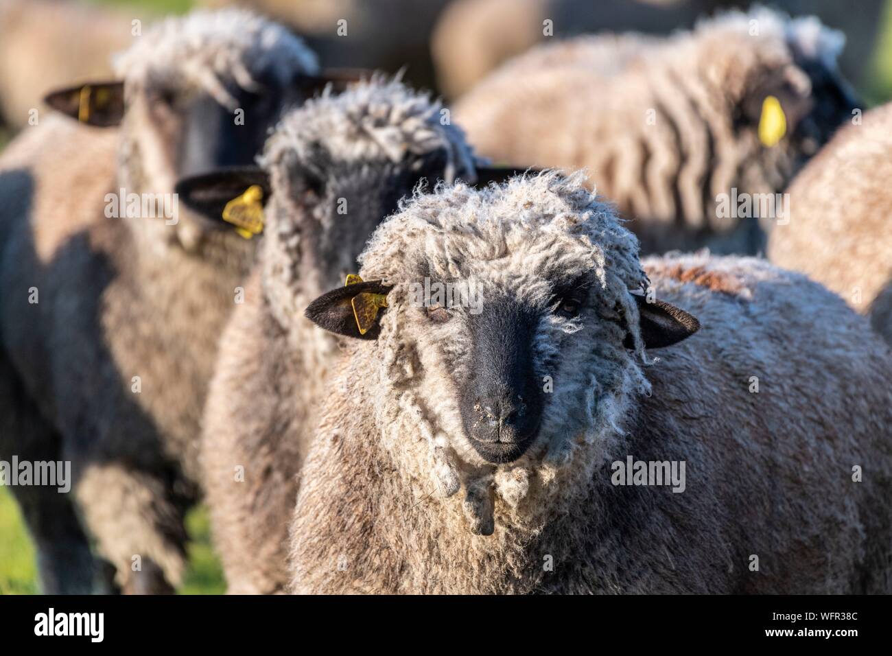 Francia, Somme, Baie de Somme Le Crotoy, sale prato pecore in Baie de Somme in primavera, in questo periodo dell'anno, pecore hanno ancora i loro la lana e gli agnelli sono ancora piccole, un paio di capre accompagna il gregge che lo guidi nei prati Foto Stock