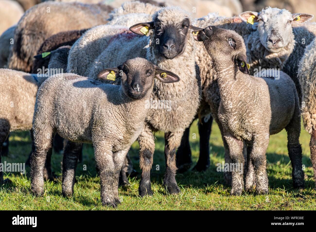 Francia, Somme, Baie de Somme Le Crotoy, sale prato pecore in Baie de Somme in primavera, in questo periodo dell'anno, pecore hanno ancora i loro la lana e gli agnelli sono ancora piccole, un paio di capre accompagna il gregge che lo guidi nei prati Foto Stock