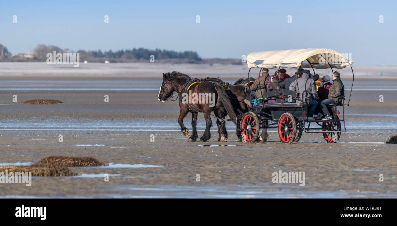 Francia, Somme, Baie de Somme Le Crotoy, un carro trainato da cavalli azionato da un progetto di cavalli porta i turisti a vedere le guarnizioni nelle Baie de Somme a bassa marea Foto Stock