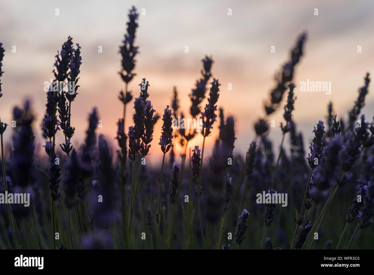 Il tramonto visto attraverso viola i fiori di lavanda in Brihuega Spagna Foto Stock