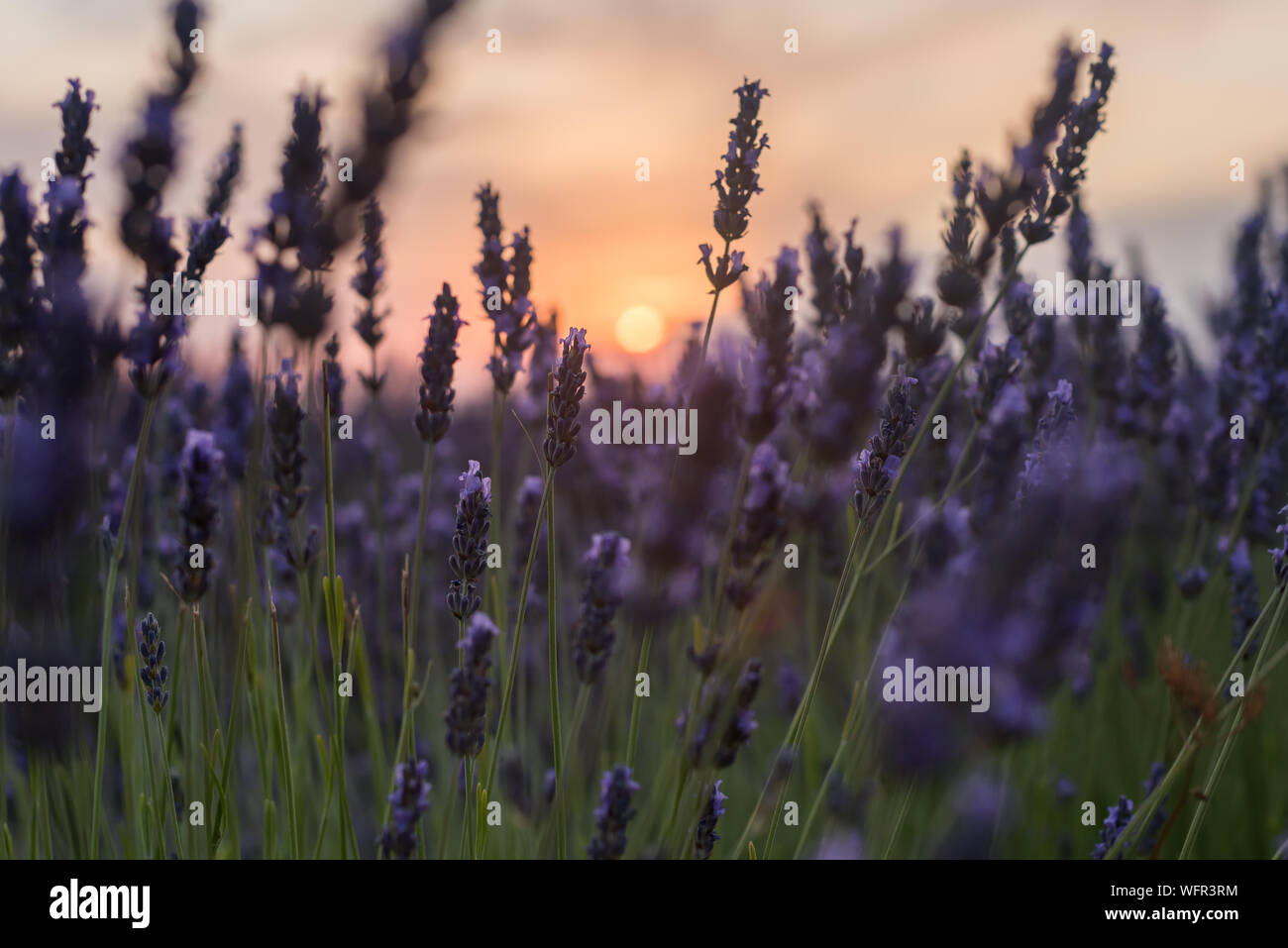 Tramonto visto tra i fiori viola con il sole in background in campi di lavanda in Brihuega Spagna Foto Stock