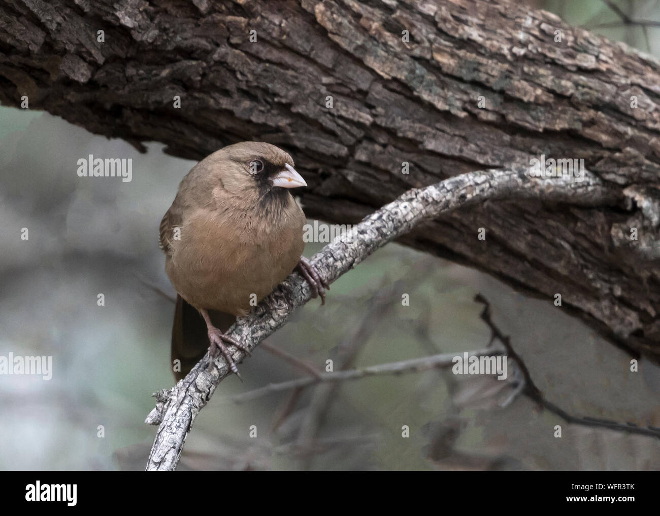 Albert's Towhee (Pipilo aberti), nativo di una piccola catena montuosa nel Nord America sudoccidentale, generalmente i bacini idrografici del basso fiume Colorado e del fiume Gila Foto Stock