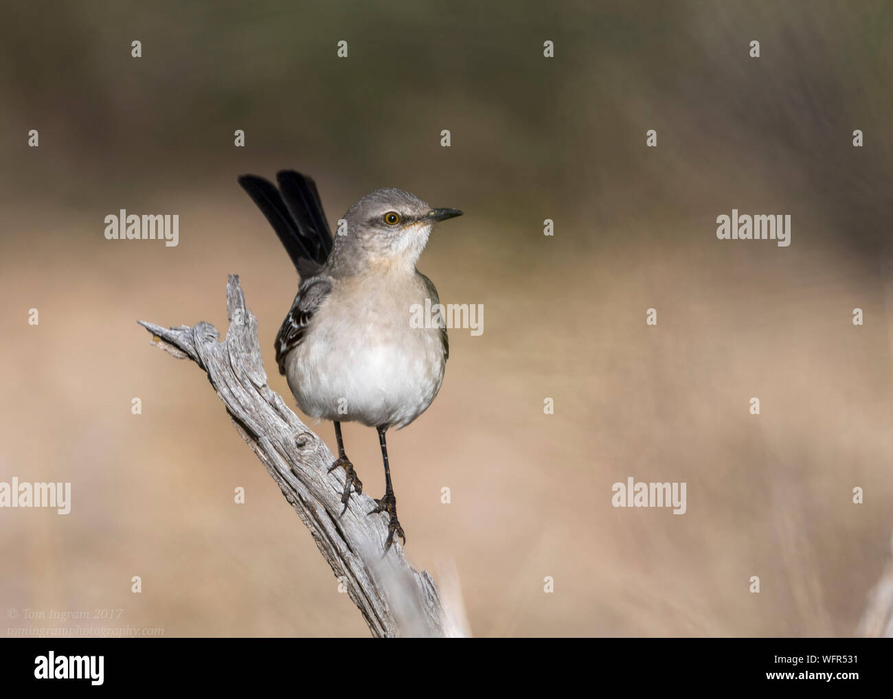 Northern Mockingbird (Mimus polyglottos), è un mockingbird comunemente trovato in Nord America, della famiglia Mimidae Foto Stock