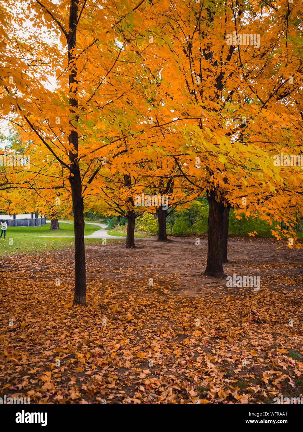 Caduta (Autunno) ad alta Park, Toronto, Ontario Canada mostra foglie pigmentato è diventata gialla con un sacco di foglie sul terreno Foto Stock