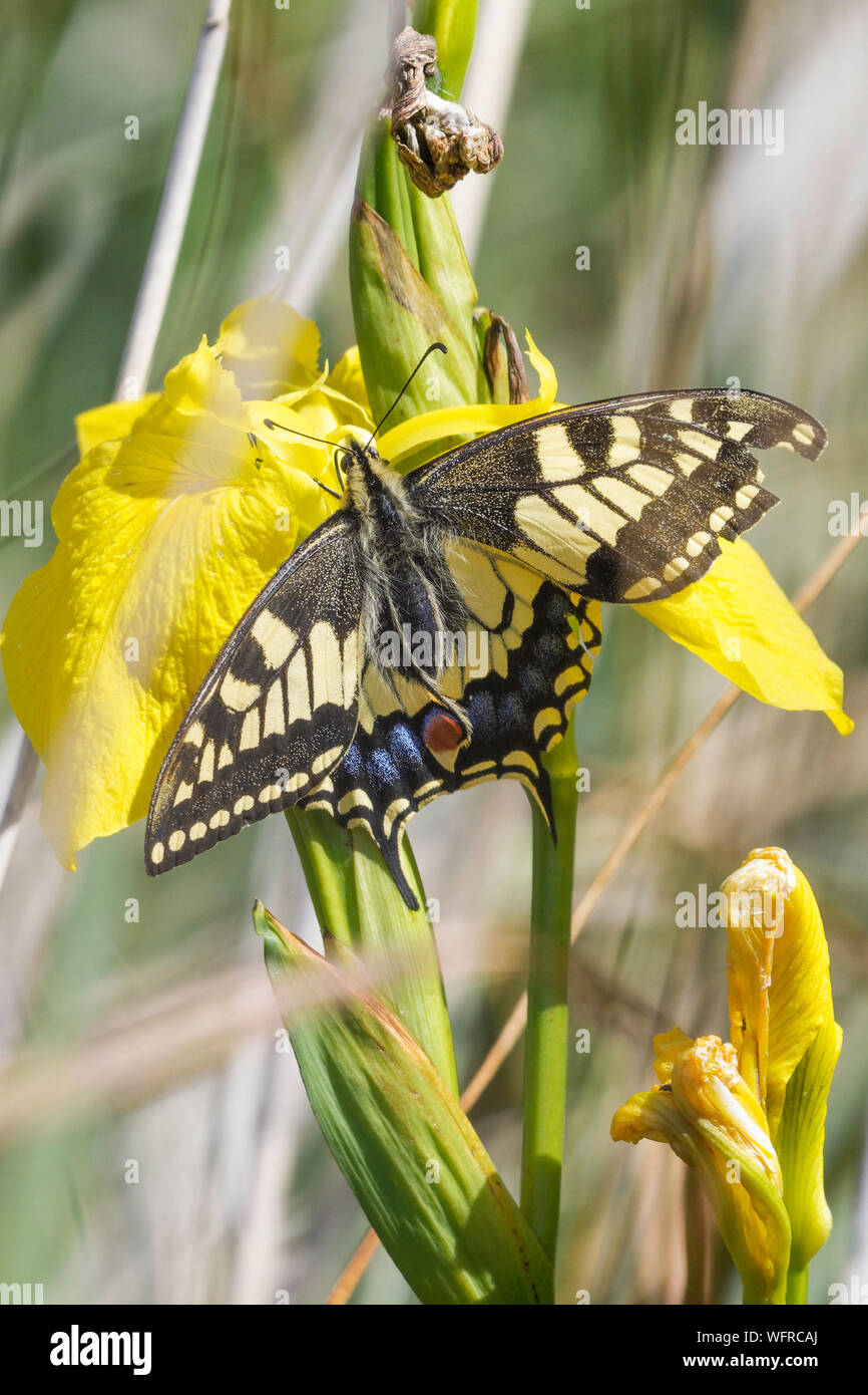 Coda forcuta farfalla sulla bandiera gialla iris Foto Stock