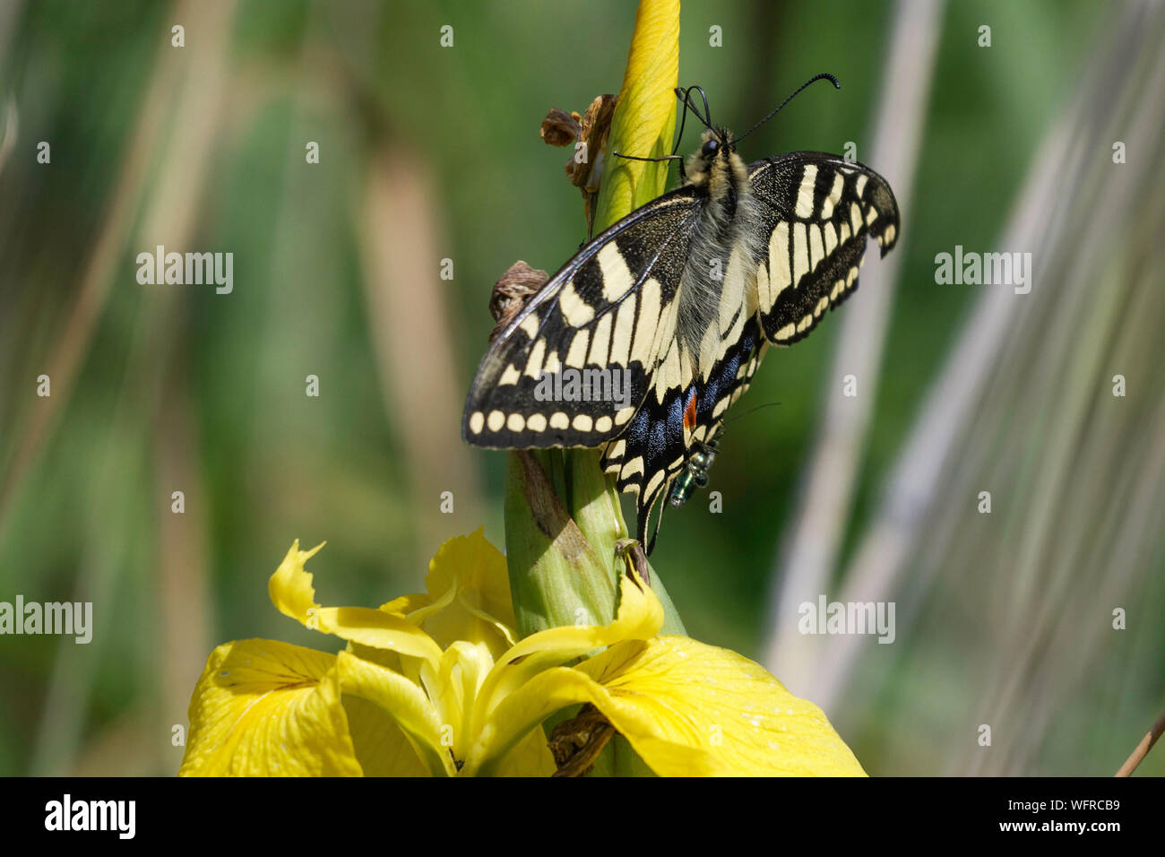 Coda forcuta farfalla sulla bandiera gialla iris Foto Stock