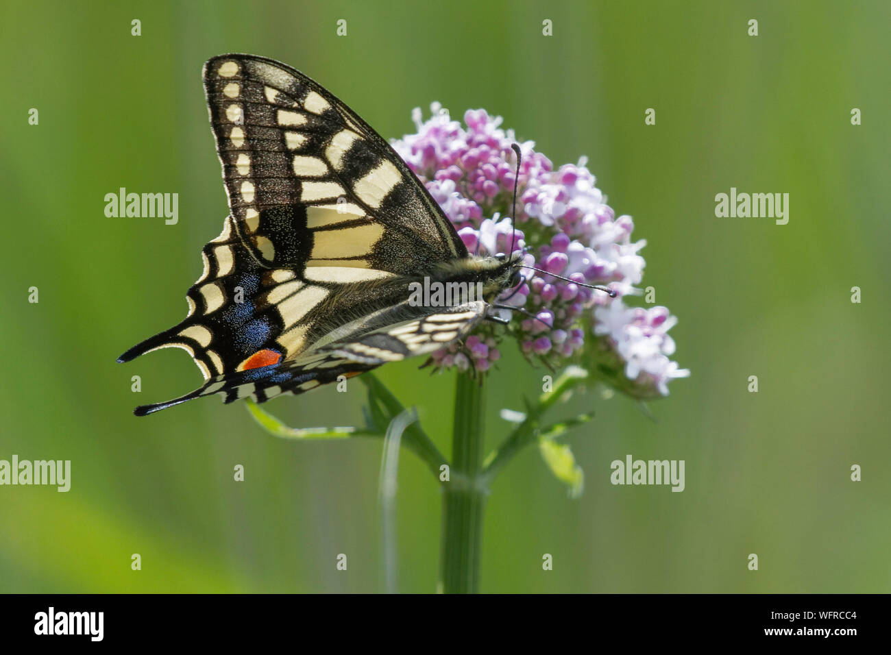 A coda di rondine di alimentazione a farfalla sul Marsh valeriana Foto Stock