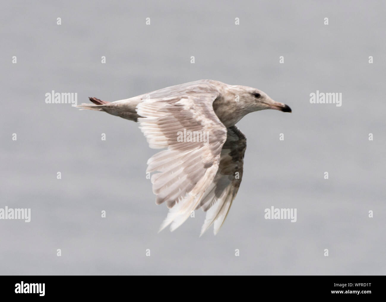 Gull (Larus glaucescens), Saint Paul, Isola, Alaska, USA Foto Stock