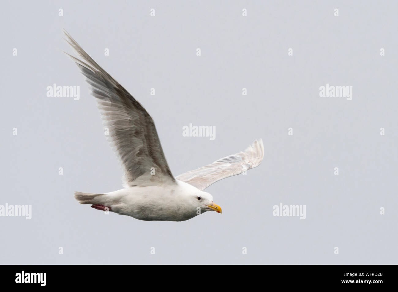 Gull (Larus glaucescens), Saint Paul, Isola, Alaska, USA Foto Stock