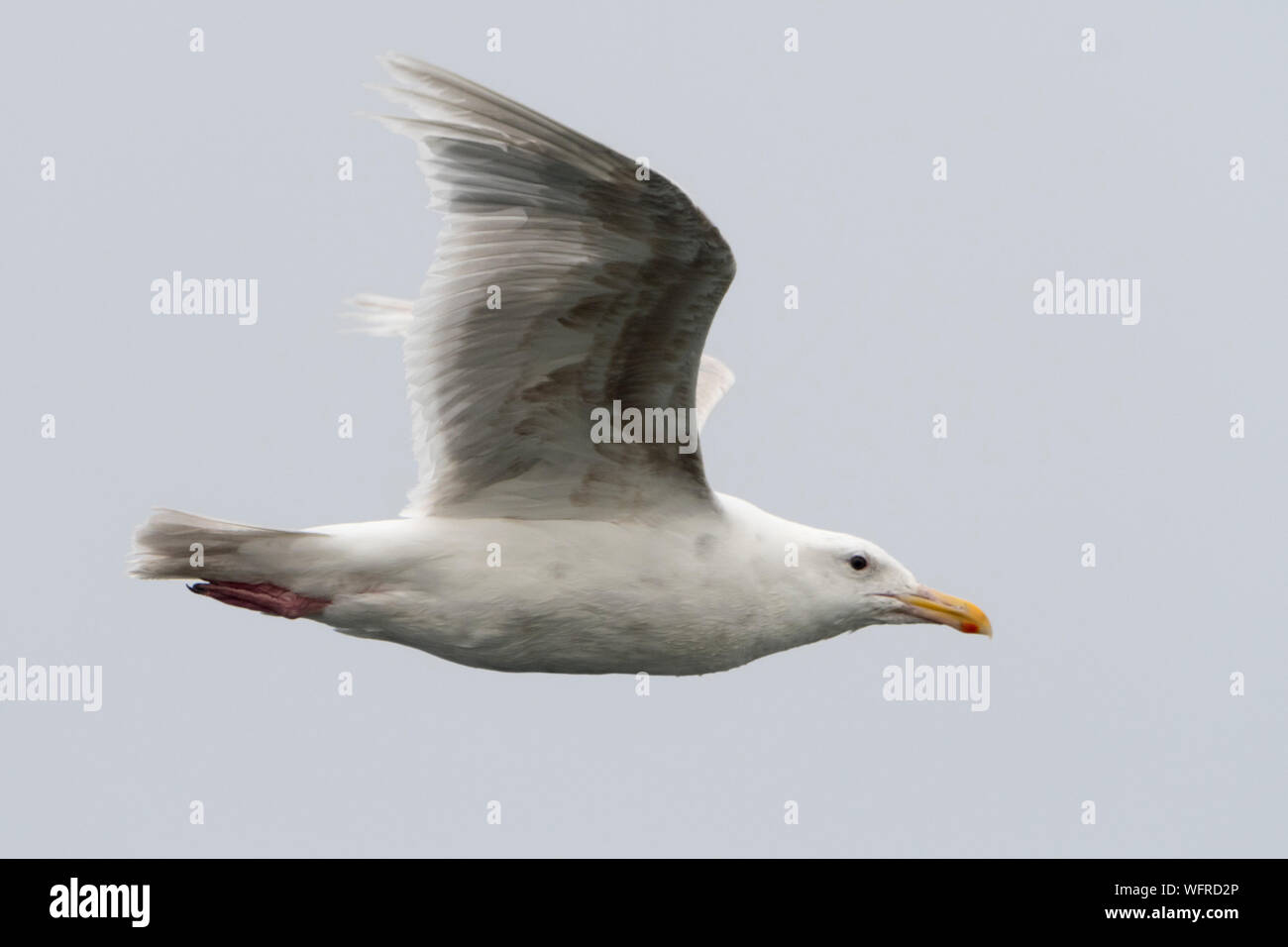 Gull (Larus glaucescens), Saint Paul, Isola, Alaska, USA Foto Stock