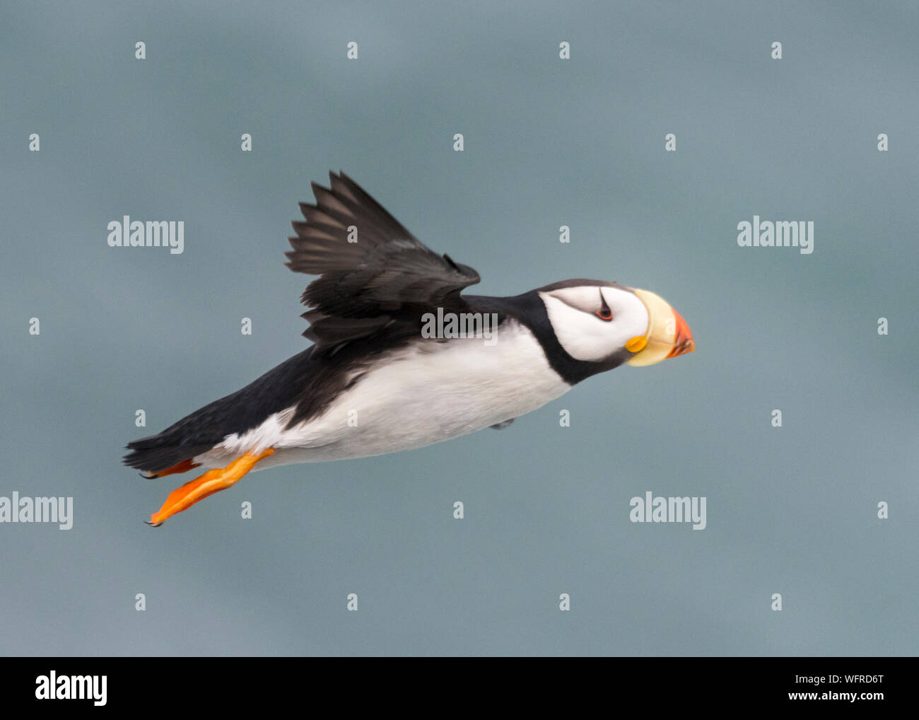 Cornuto Puffin di San Paolo Isola, Alaska Foto Stock