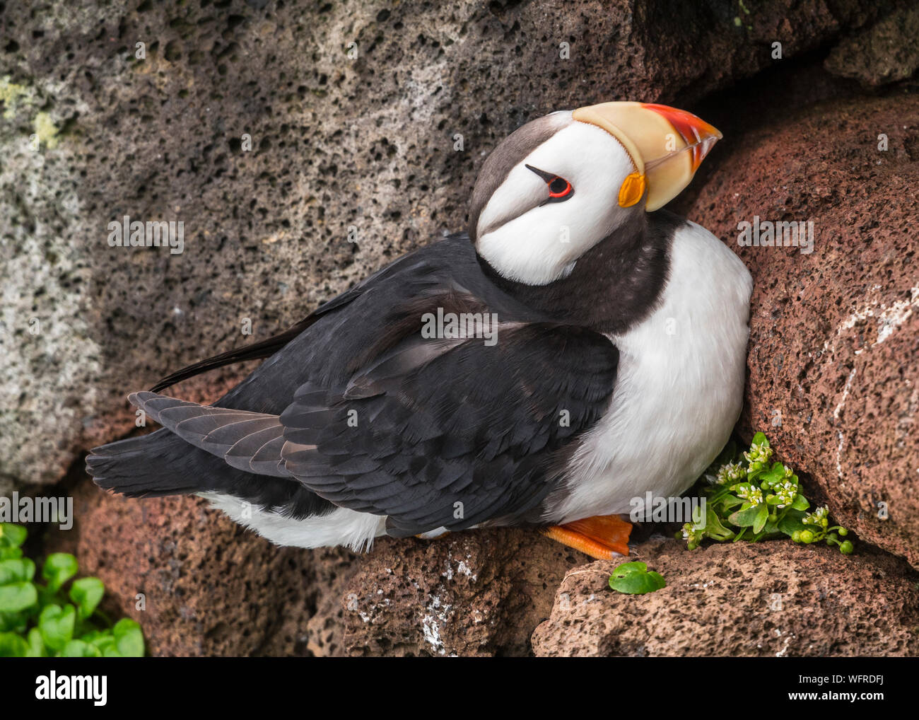 Cornuto Puffin di San Paolo Isola, Alaska Foto Stock