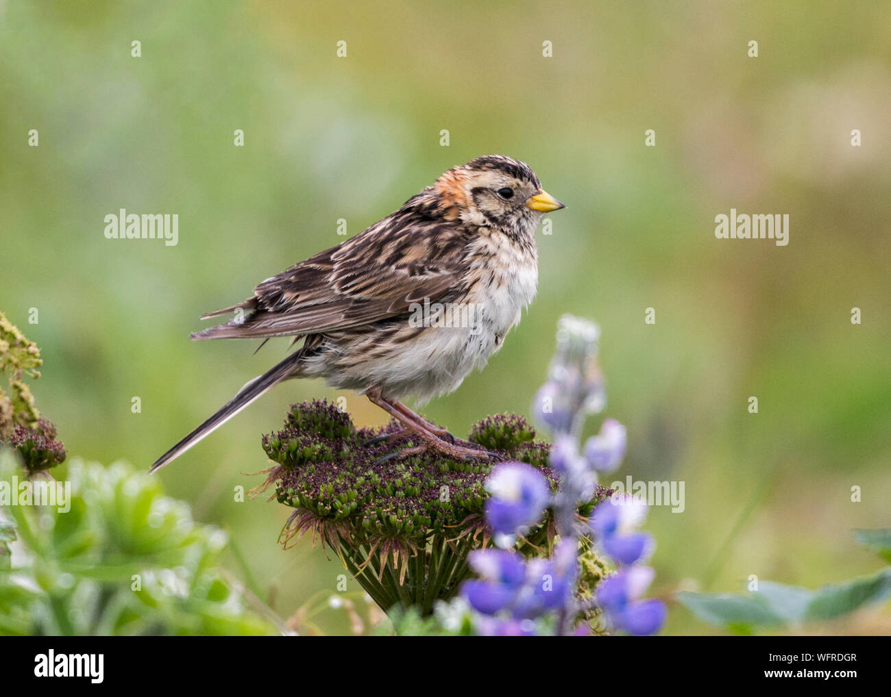 Lapponia Longspur, Saint Paul Island, Prelof, Alaska, USA Foto Stock