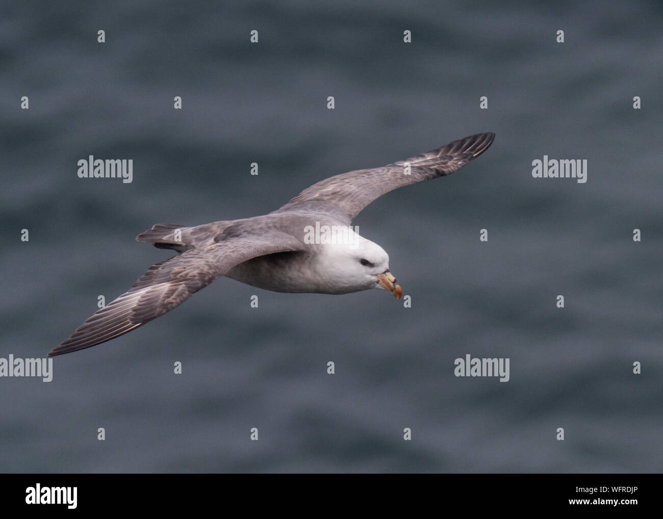 Fulmar Settentrionale (Fulmarus glacialis) Isola di Saint Paul, Alaska, Stati Uniti Foto Stock
